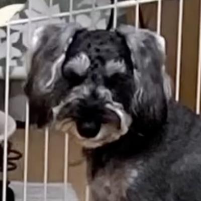 看板犬のルイ